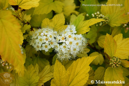 Physocarpus opulifolius 'Darts Gold', keltaheisiangervo